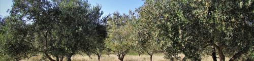 Domenica 25 ottobre torna a Ruvo di Puglia la IV edizione della “Camminata tra gli olivi”
