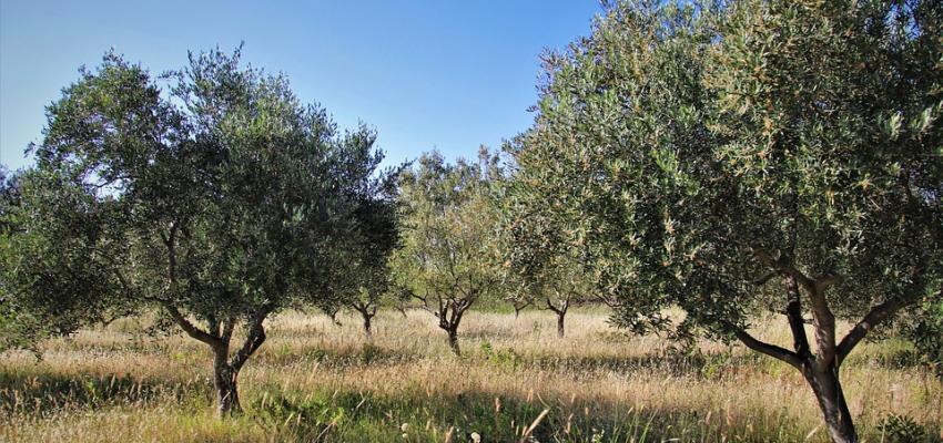 Domenica 25 ottobre torna a Ruvo di Puglia la IV edizione della “Camminata tra gli olivi”