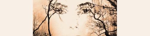 'Pareidolia'